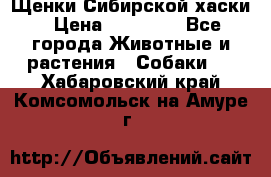 Щенки Сибирской хаски › Цена ­ 18 000 - Все города Животные и растения » Собаки   . Хабаровский край,Комсомольск-на-Амуре г.